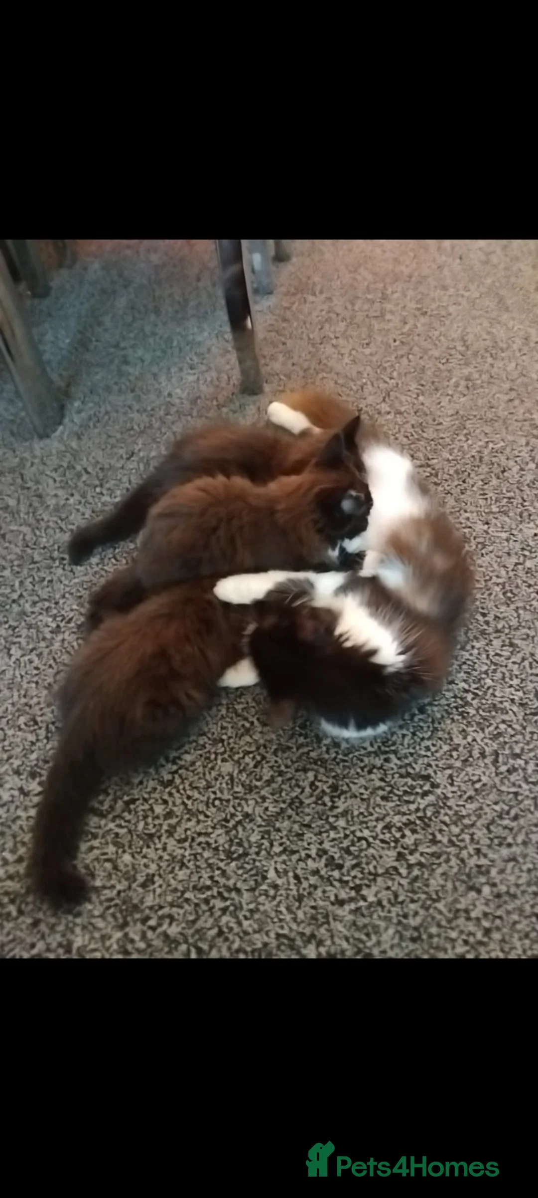 Mixed Breed cats for sale: Kittens 3 ready to leave now - Advert 16