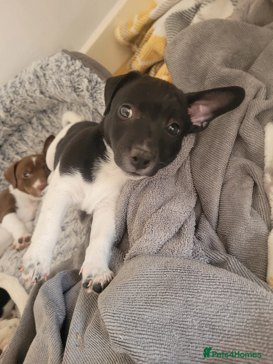 Jack Russell dogs for sale: Jack Russell puppies - Advert 2