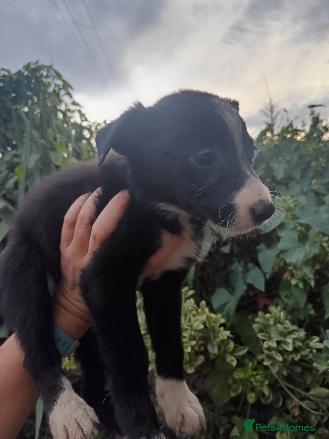 Border Collie dogs for sale: Border collie pups  - Advert 17