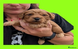 Cockapoo dogs for sale: 3 x Beautiful Red Cockerpoo Pups For Sale - Image 6
