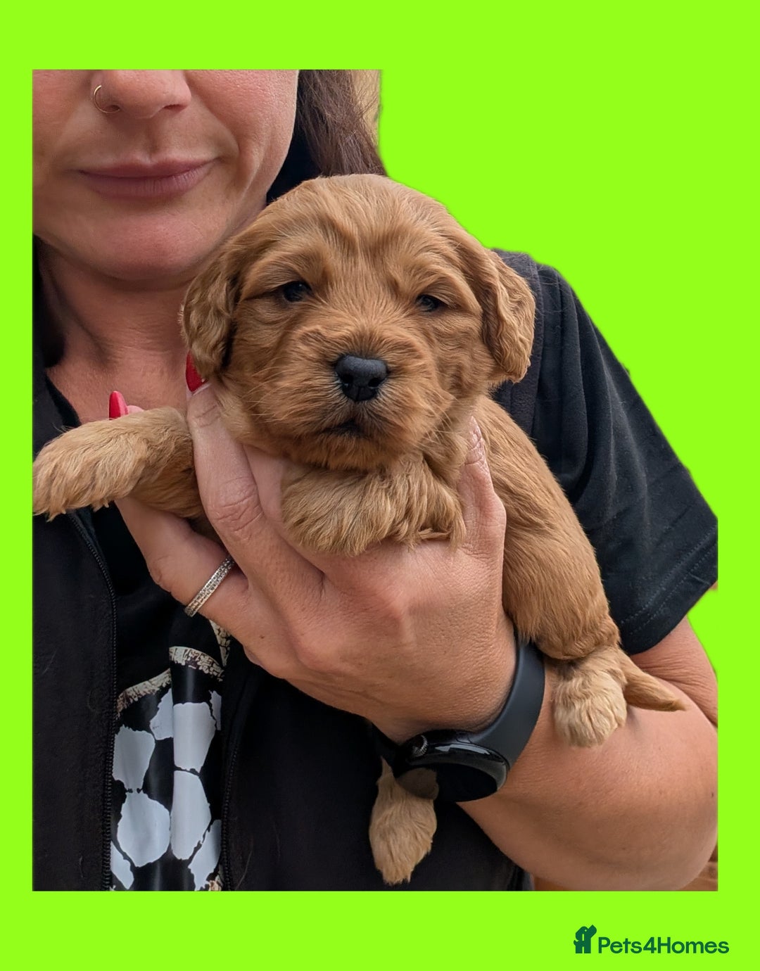 Cockapoo dogs for sale: 3 x Beautiful Red Cockerpoo Pups For Sale - Image 6