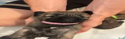 Mixed Breed dogs for sale: 6 gorgeous Shorkie Puppies  in Rushden - Advert 4
