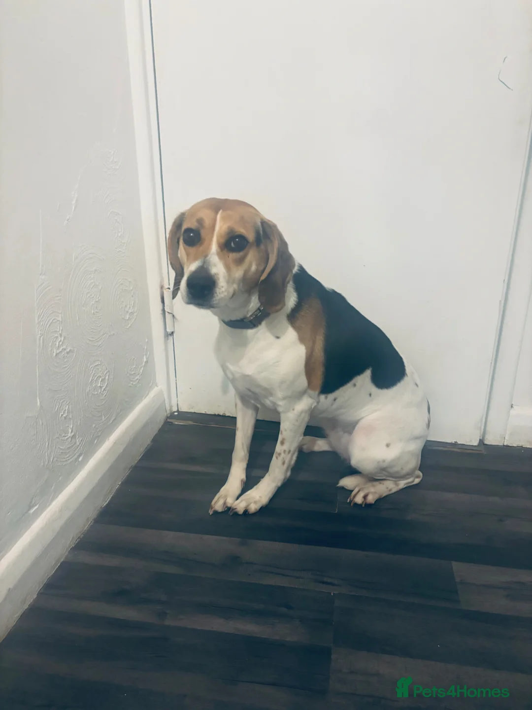 Mixed Breed dogs for sale: Beagle cross for sale in Basildon - Advert 1