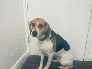 Mixed Breed dogs Beagle cross for sale - Advert 2