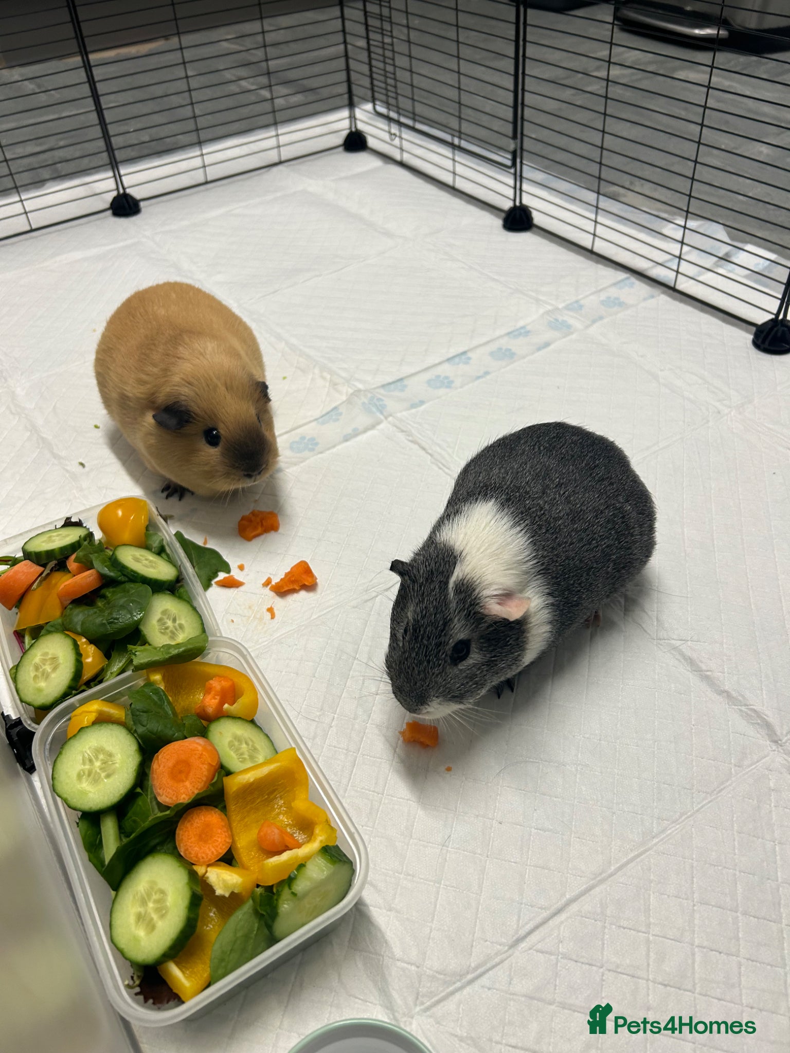Guinea Pig rodents 3 male guinea pigs (George, Bertie and twix) - Advert 1