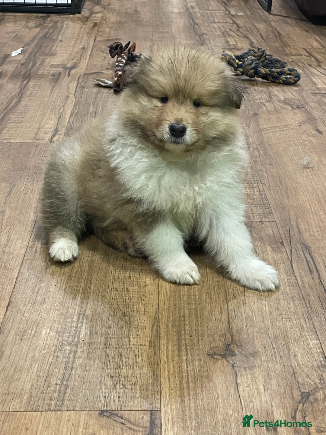 Rough Collie dogs for sale: Sable and white KC registered puppies - Advert 7