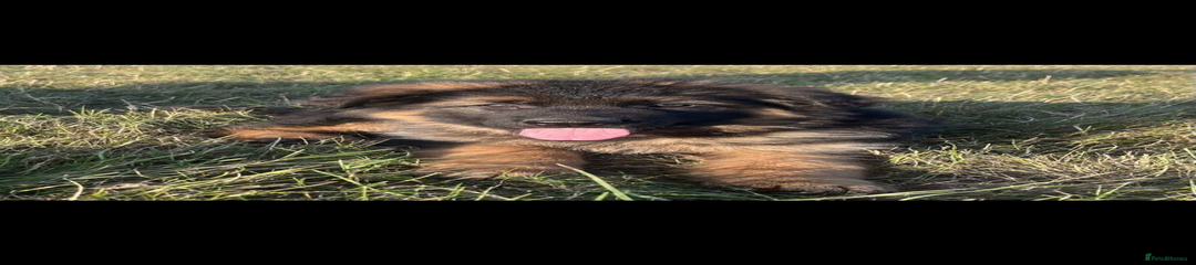 German Shepherd Puppy 2