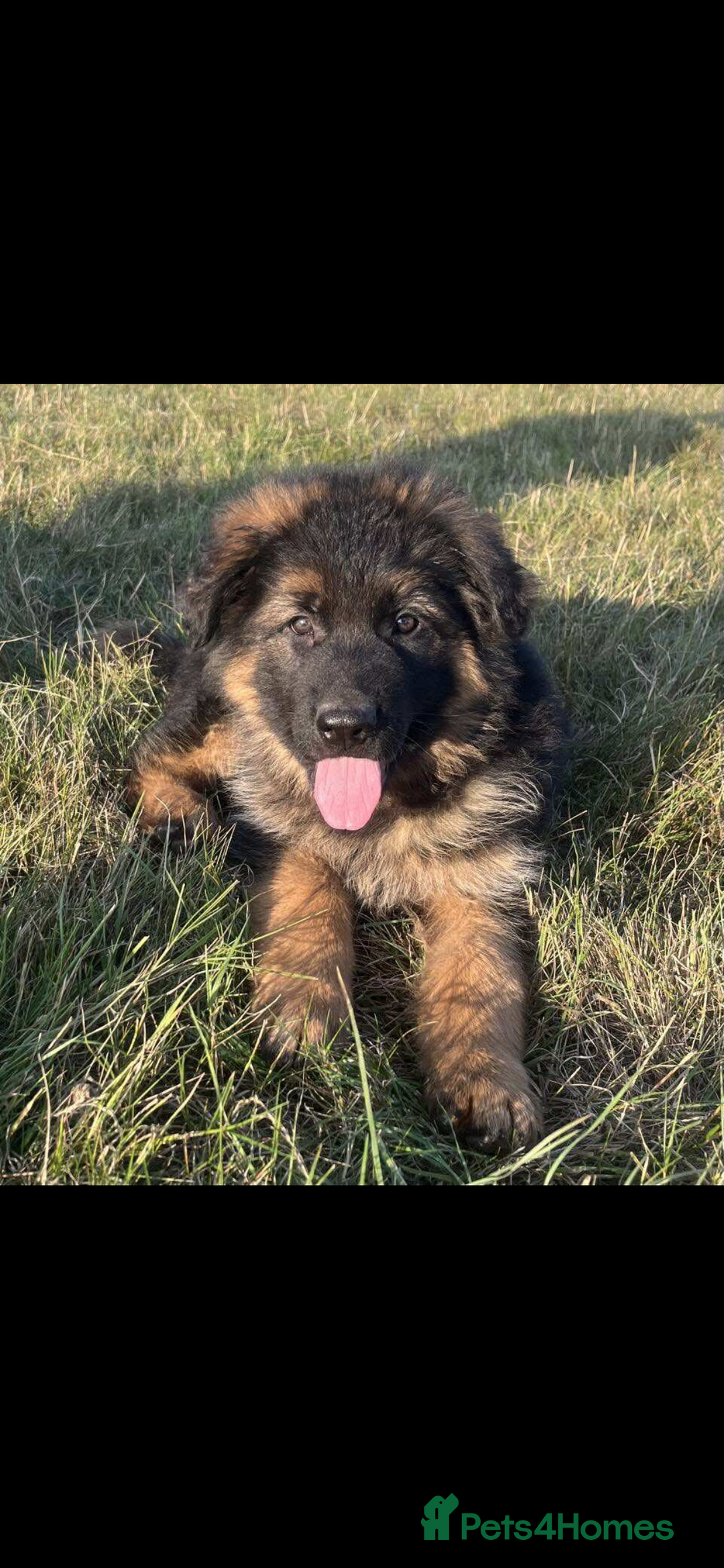 German Shepherd dogs for sale: German Shepherds looking for new homes  - Image 3