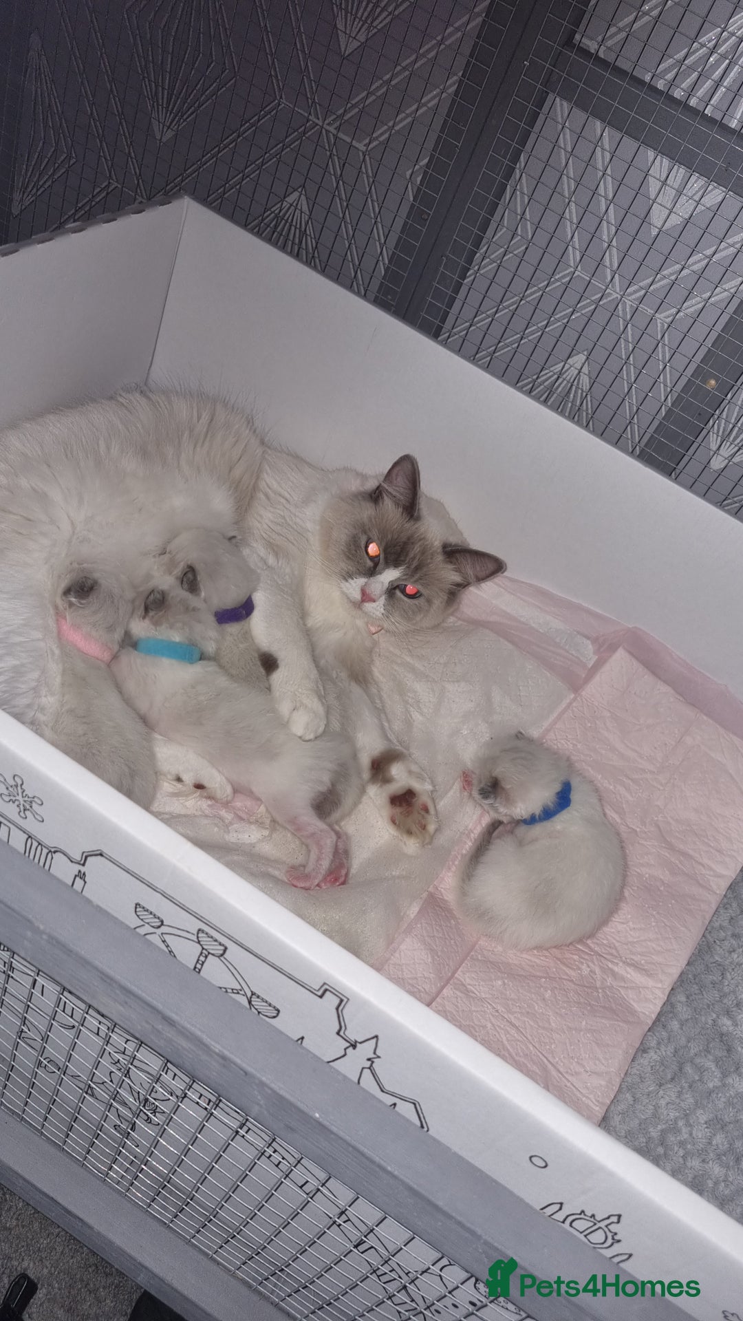 Ragdoll cats for sale: Ragdoll kittens  - Image 12