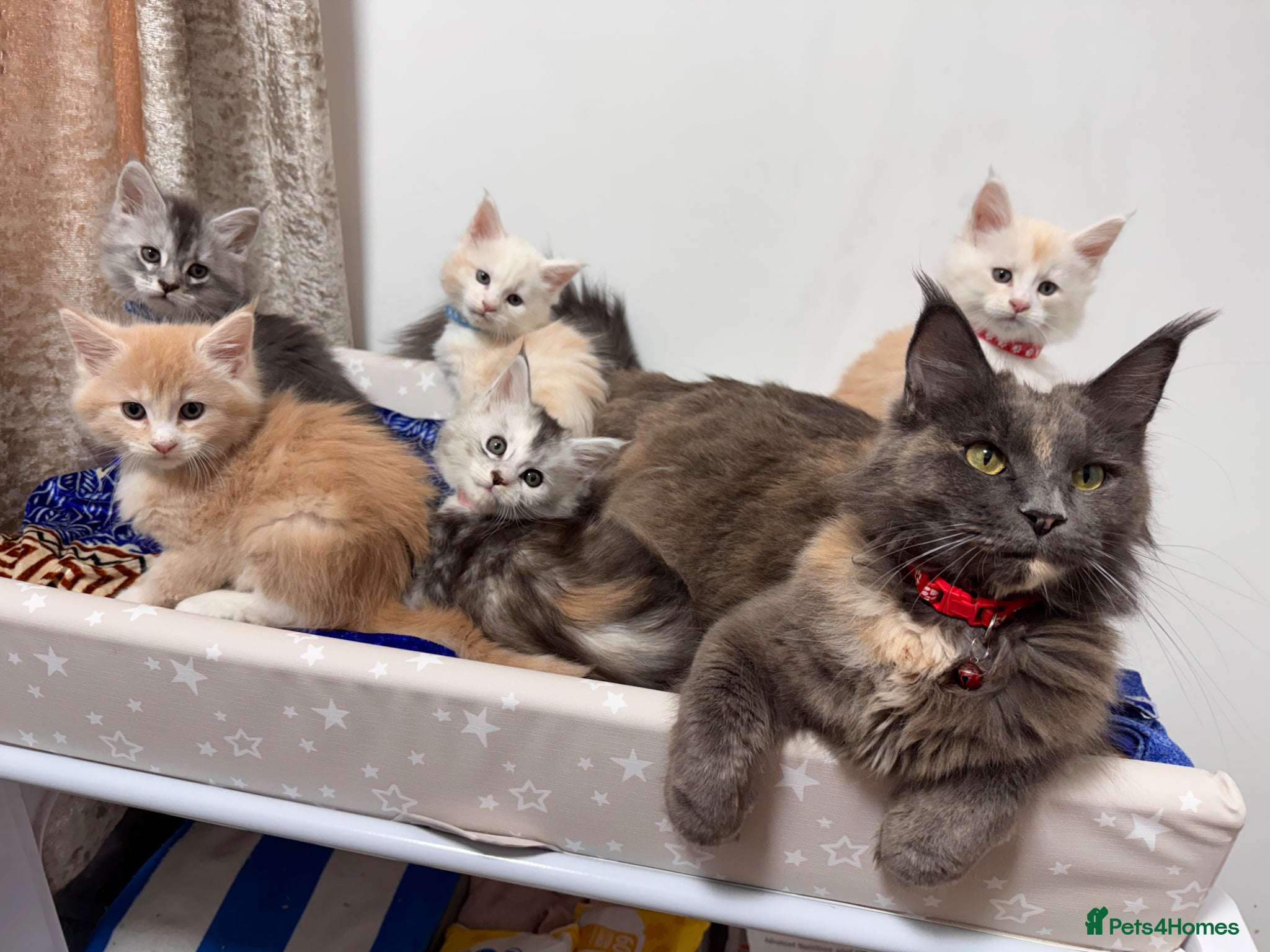 Maine Coon cats Purebred Maincoon Kittens  - Advert 1