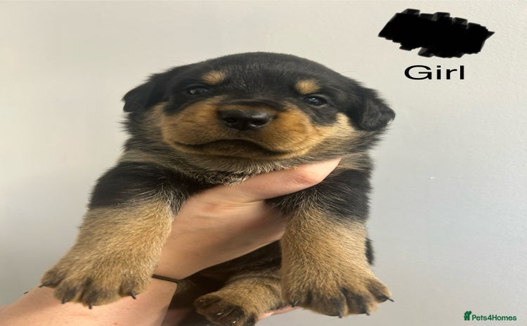 Rottweiler dogs - Advert 5