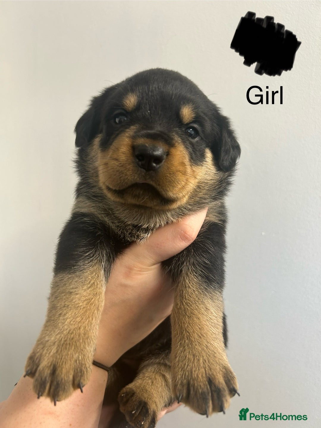 Rottweiler dogs for sale: 8 Chunky Rottweiler puppies for sale - Image 1