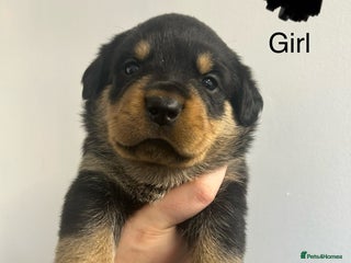 Rottweiler dogs - Advert 5