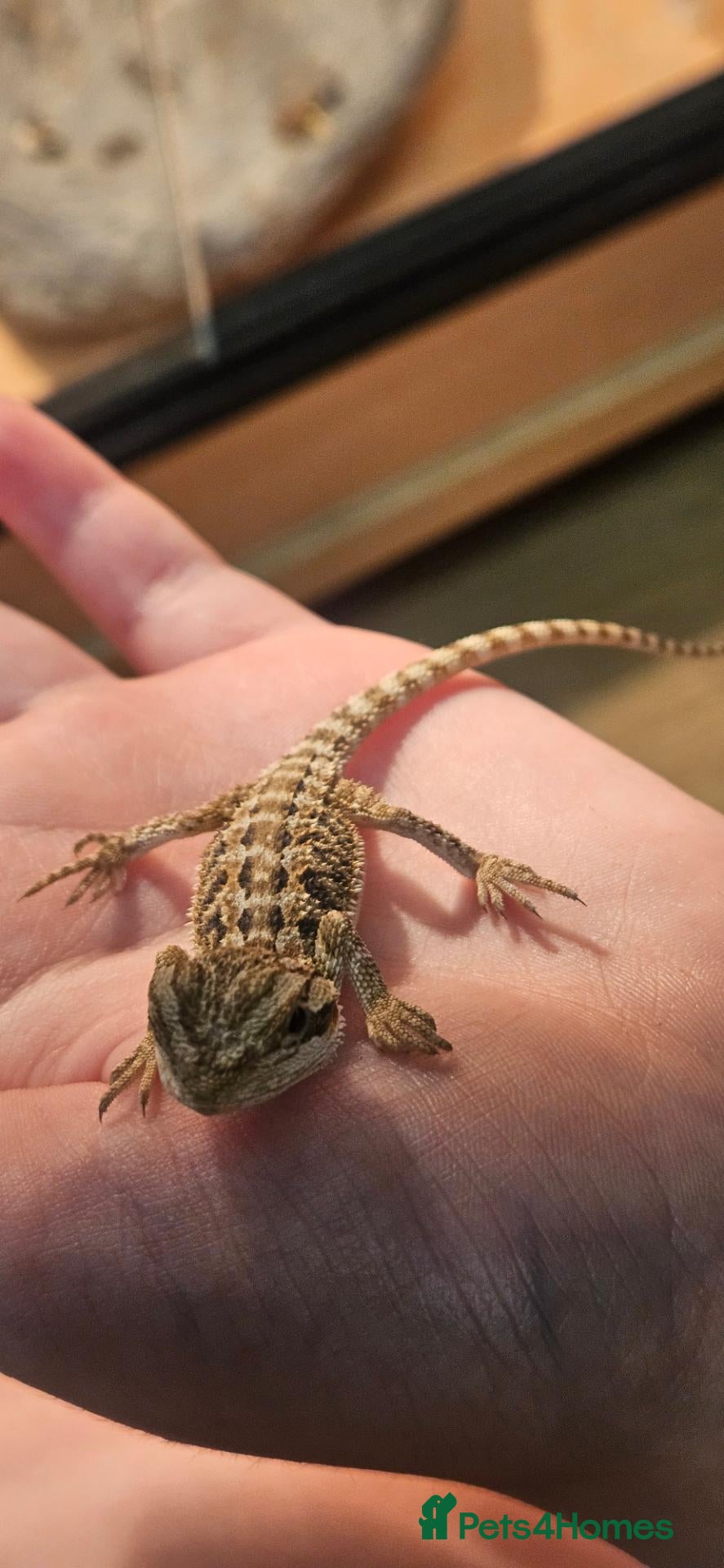 Bearded Dragon reptiles Baby Bearded dragons - Advert 2