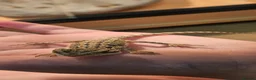 Bearded Dragon reptiles for sale: Baby Bearded dragons - Advert 2