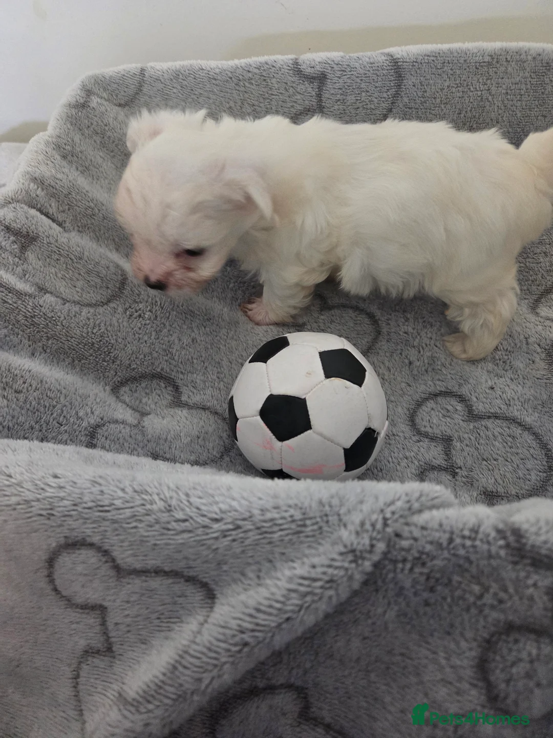 Maltese dogs for sale: Maltese Mini Puppies - Advert 18