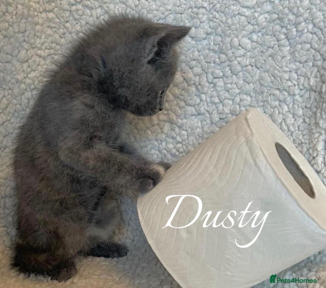 Mixed Breed rabbits for sale: BSH X RAGDOLL  - Advert 3