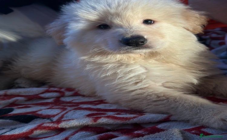 German Shepherd dogs German shepard pups white boy blue girl - Advert 2