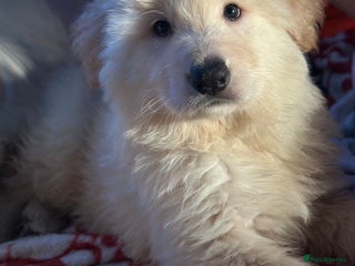 German Shepherd dogs German shepard pups white boy blue girl - Advert 1