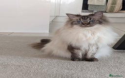 Ragdoll cats for sale: Stunning Ragdoll looking for a loving home 💕 - Image 2