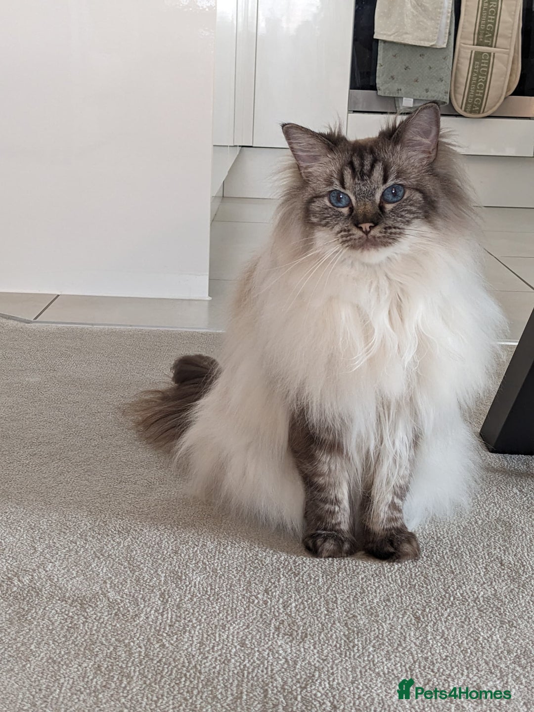 Ragdoll cats for sale: Stunning Ragdoll looking for a loving home 💕 - Image 2
