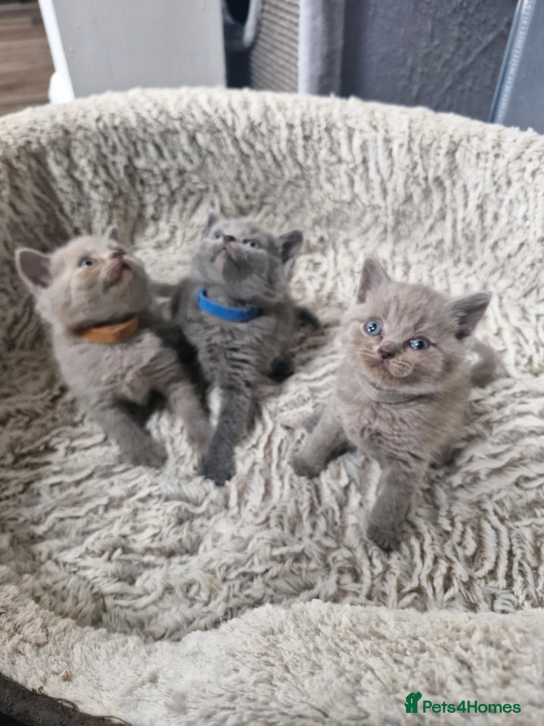 British Shorthair cats for sale: British blue and lilac shorthair - Image 8