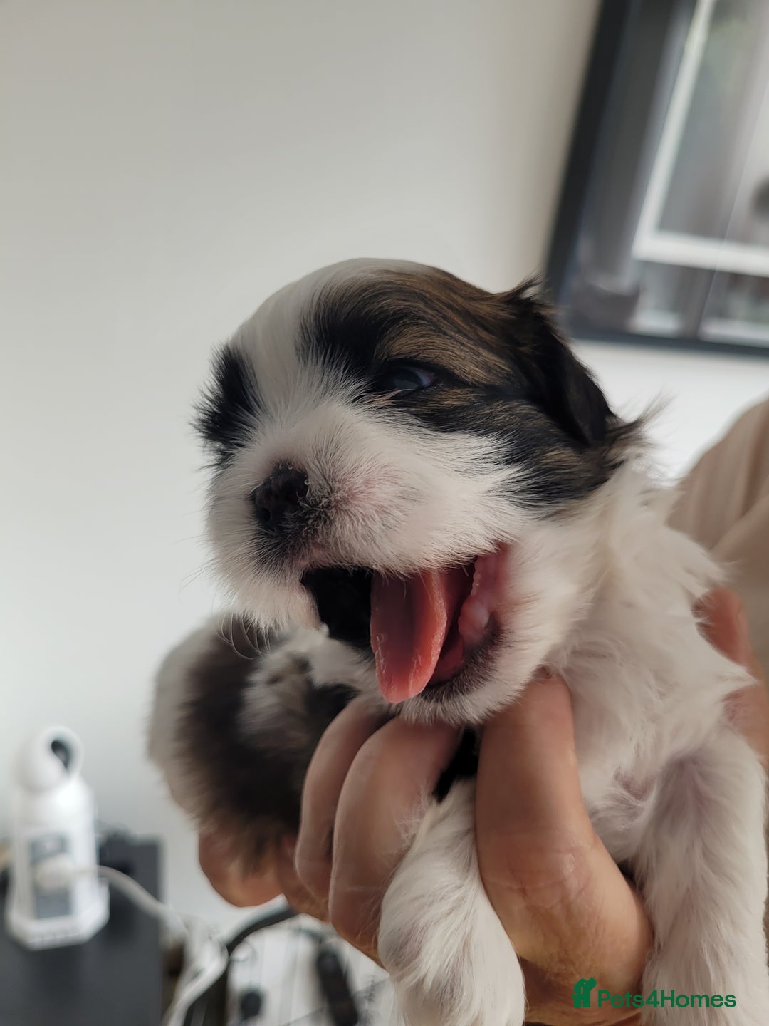 Shih Tzu dogs for sale: Beautiful Shih Tzu Puppies - Image 33