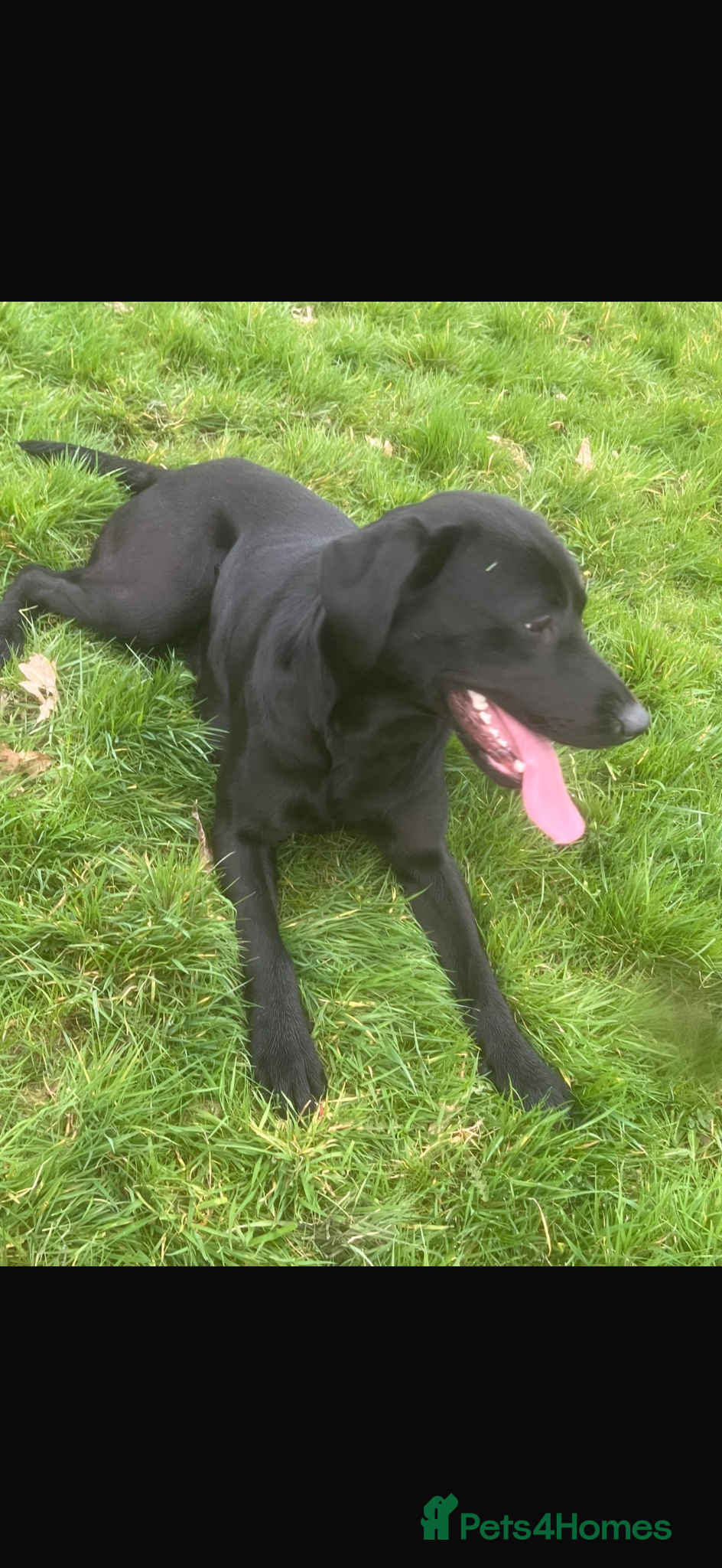 Labrador Retriever dogs 3 year old lab bitch  - Advert 4