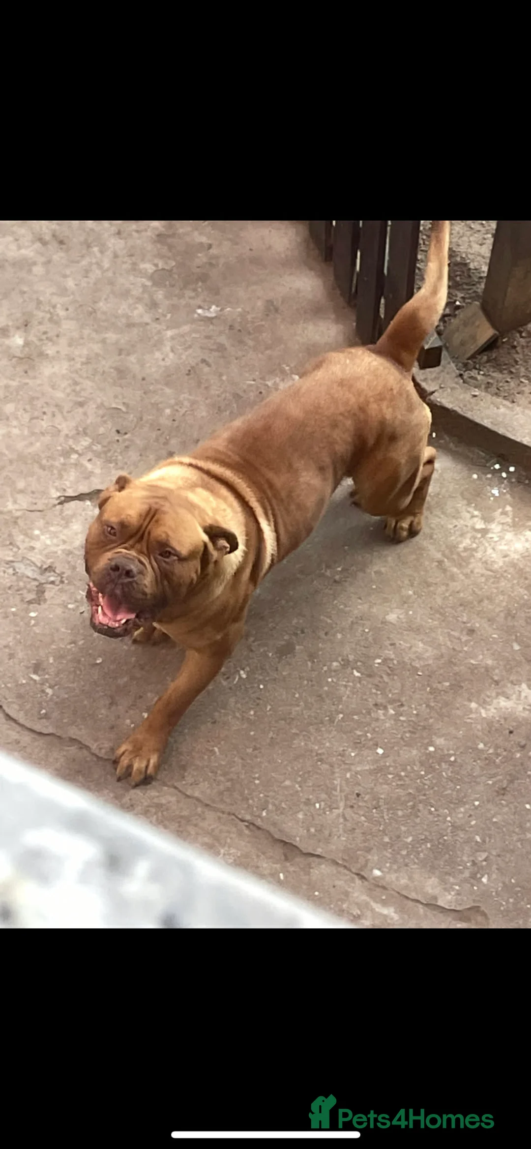 Dogue De Bordeaux dogs for stud: STUD PURE DOGUE DE BORDEAUX  - Advert 3