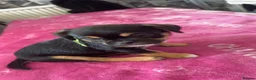 Mixed Breed dogs for sale: Only 2 males of 6 adorable small rare breed pups - Advert 3