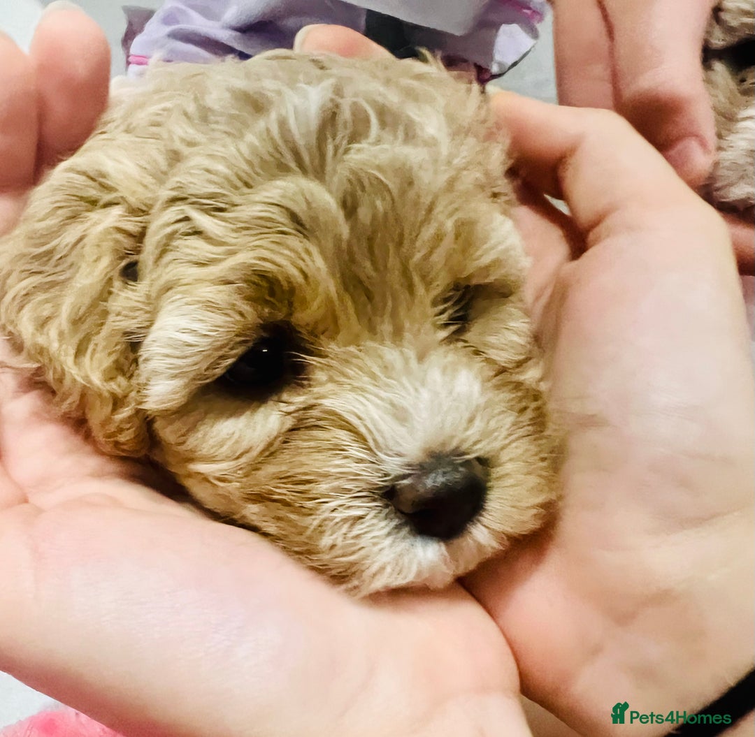 Cavapoochon dogs for sale: 6 beautiful Cavapoochons for sale. Wilmslow. - Image 11