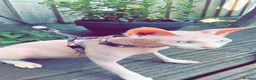 Sphynx cats for sale: Beautiful Sphynx cats need re homing  - Advert 6