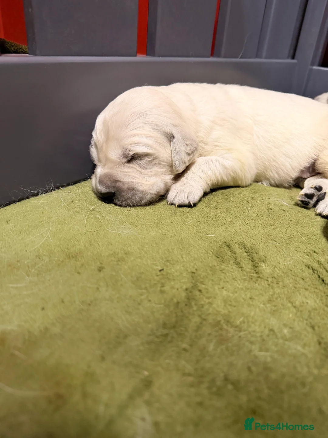 Golden Retriever dogs for sale: 9 KC SHOW TYPE GOLDEN RETRIEVER  - Advert 4