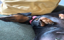 Dachshund dogs for sale: Female dachshund for sale  - Image 3