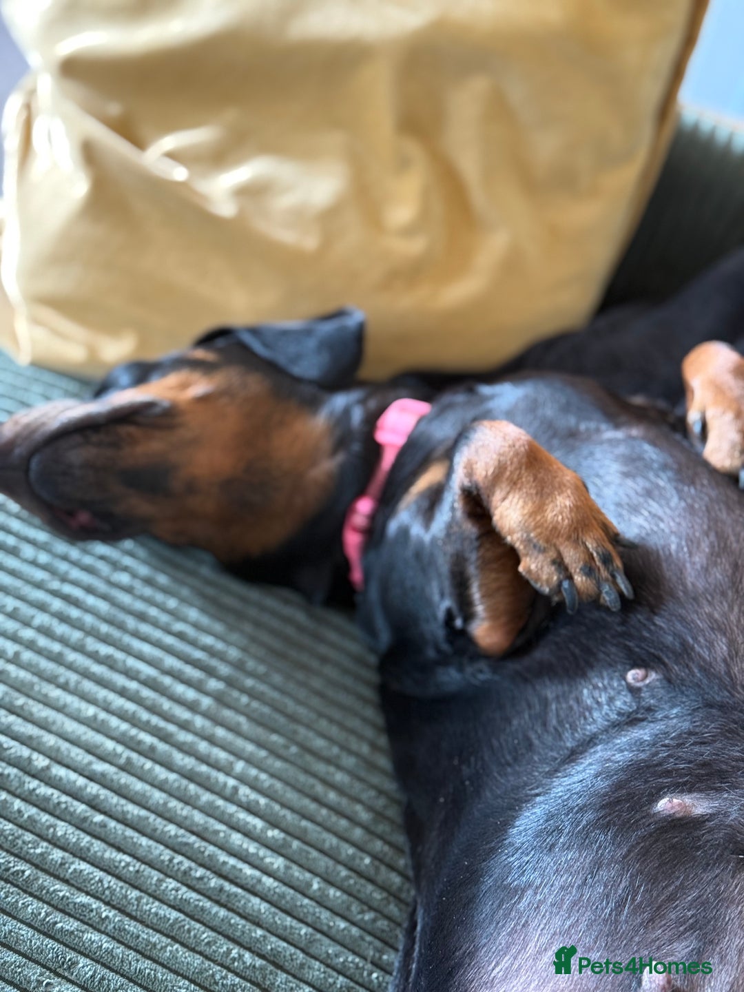Dachshund dogs for sale: Female dachshund for sale  - Image 3