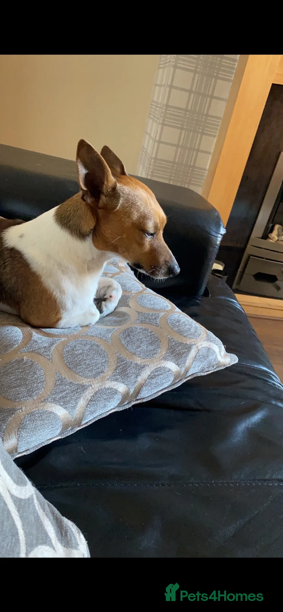 Jack Russell dogs for sale: Buddy  in Frizington - Advert 2