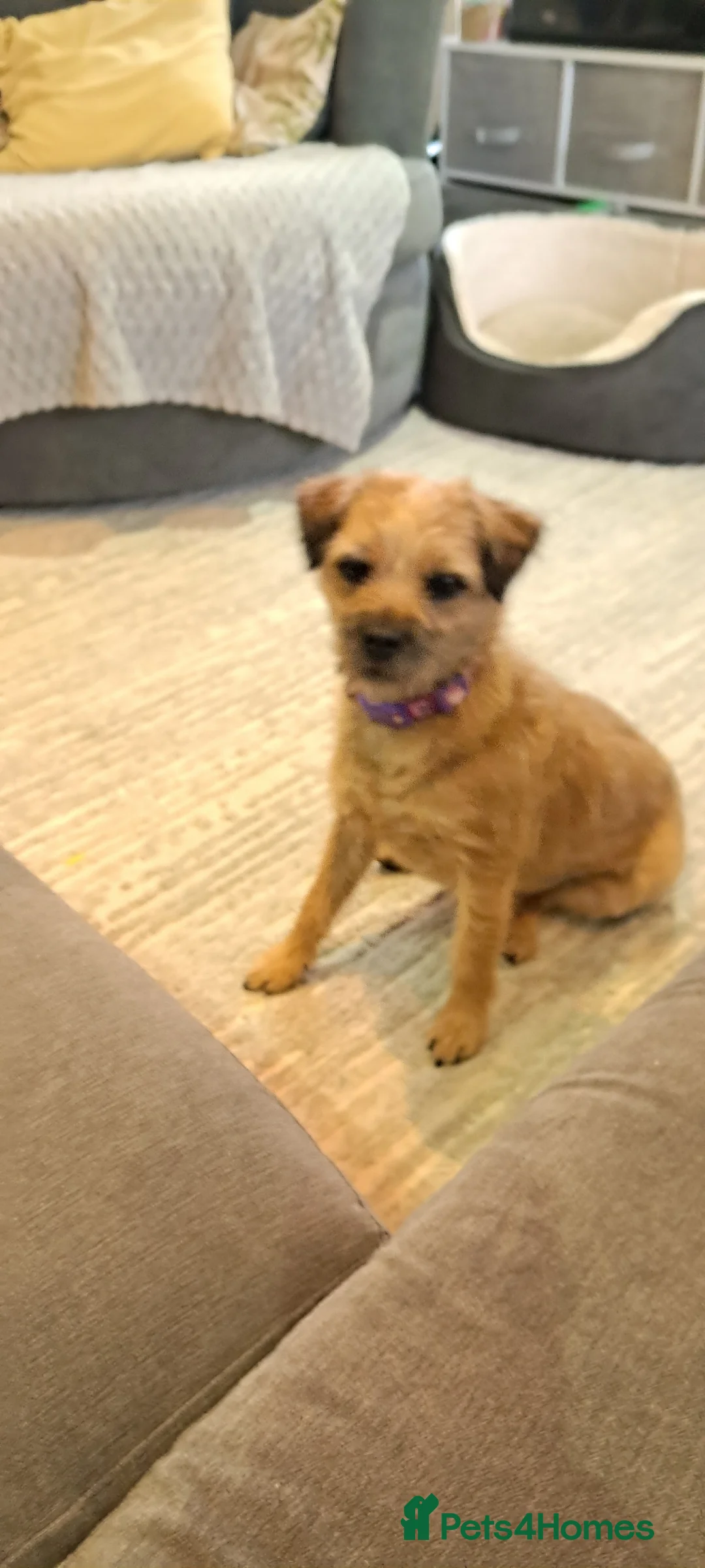 Border Terrier dogs for sale: Border terrier - Advert 2