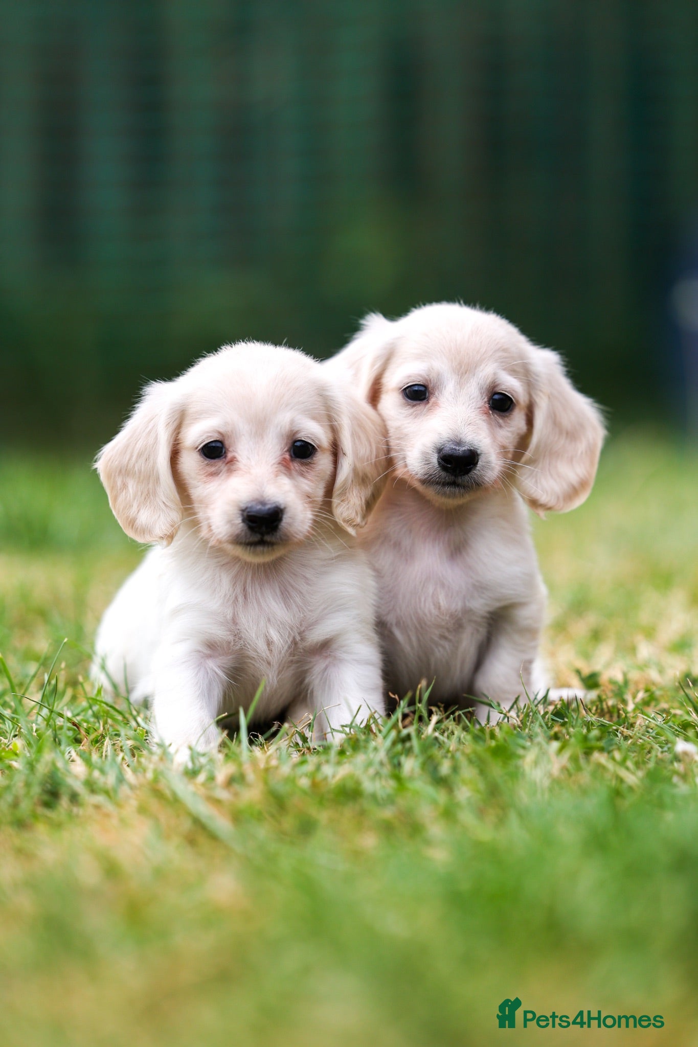 Miniature Dachshund dogs True English Cream dachshunds  - Advert 13