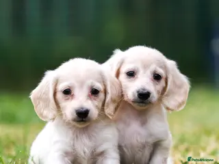 Miniature Dachshund dogs True English Cream dachshunds - Advert 13