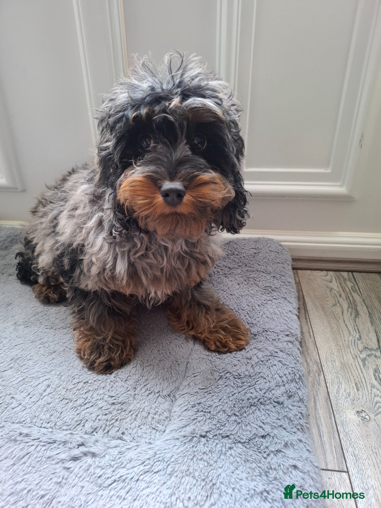 Cockapoo dogs 15 week old cockapoo - Advert 1