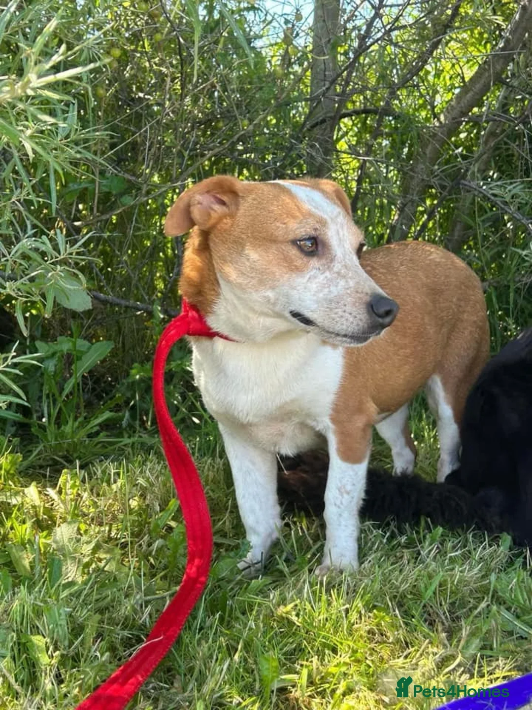 Mixed Breed dogs for adoption: Tessa - Poringland Norfolk  in Norwich - Advert 20