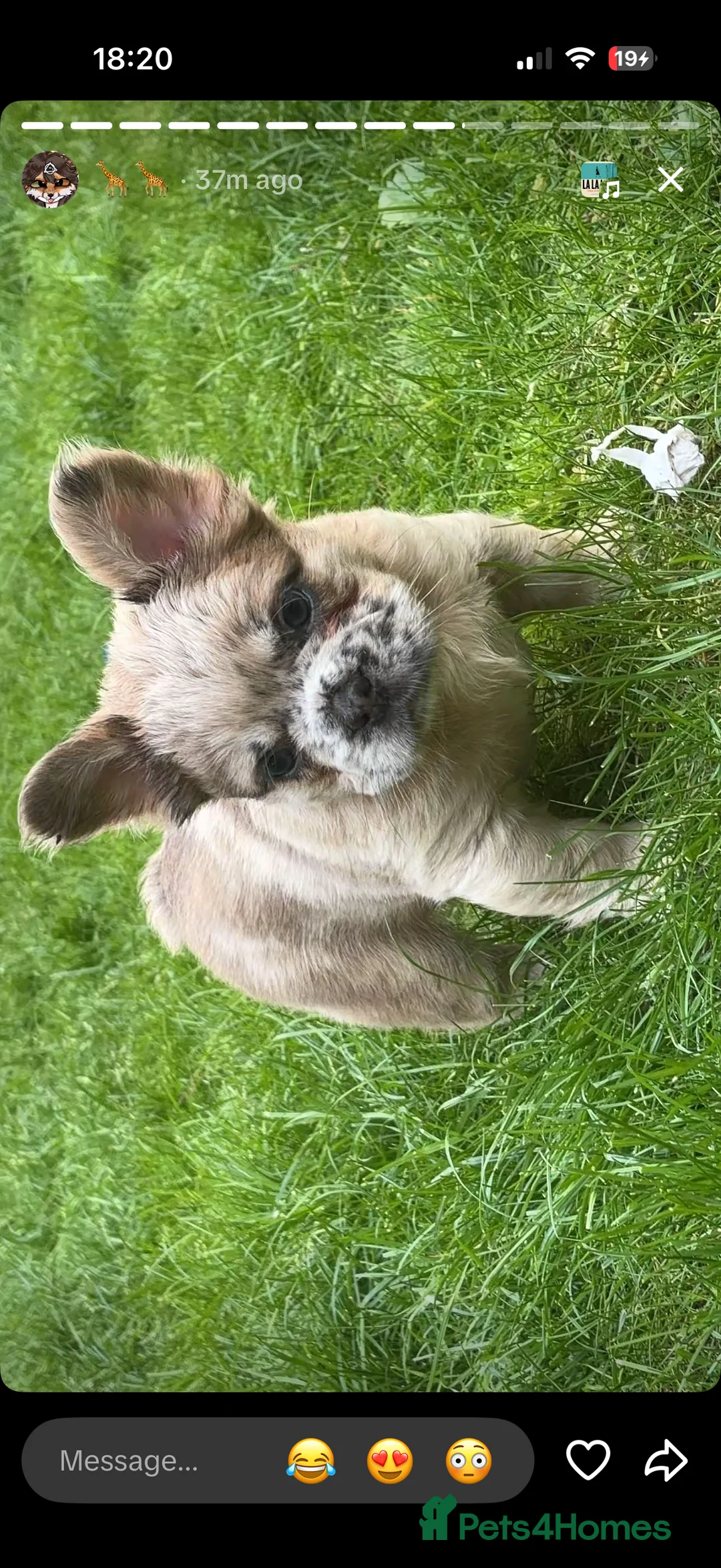 French Bulldog dogs for sale: READY TO LEAVE fluffy French bulldogs  - Advert 2