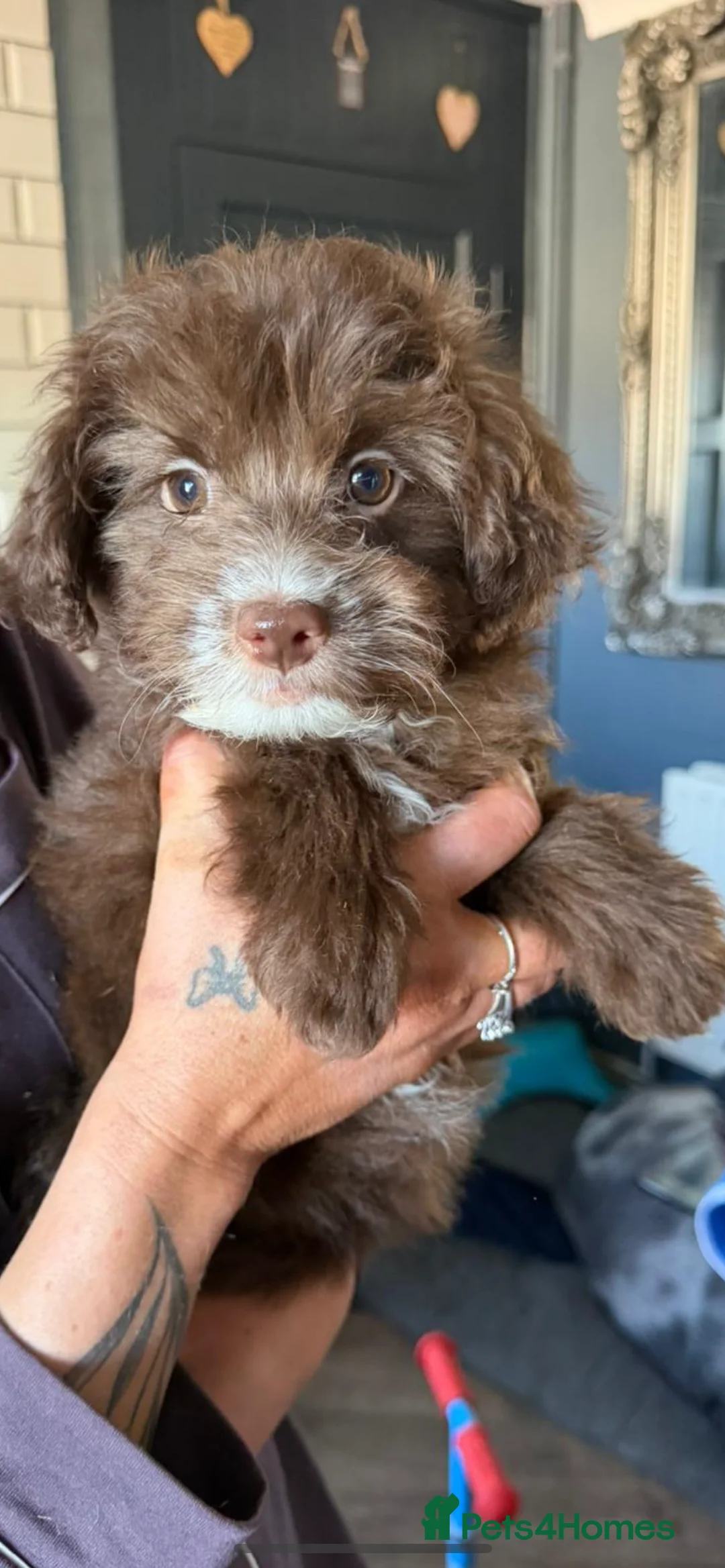 Pomapoo dogs for sale: F1 pomapoo baby’s  - Advert 1