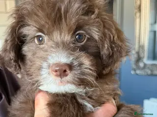 Pomapoo dogs F1 pomapoo baby’s - Advert 8