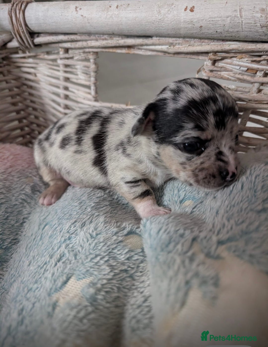 Chihuahua dogs for sale: Beautiful Merle Chihuahua Puppies 🐶  - Advert 37