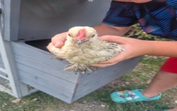 Chickens poultry for sale: Sablepoot bantam cockerel - Image 3