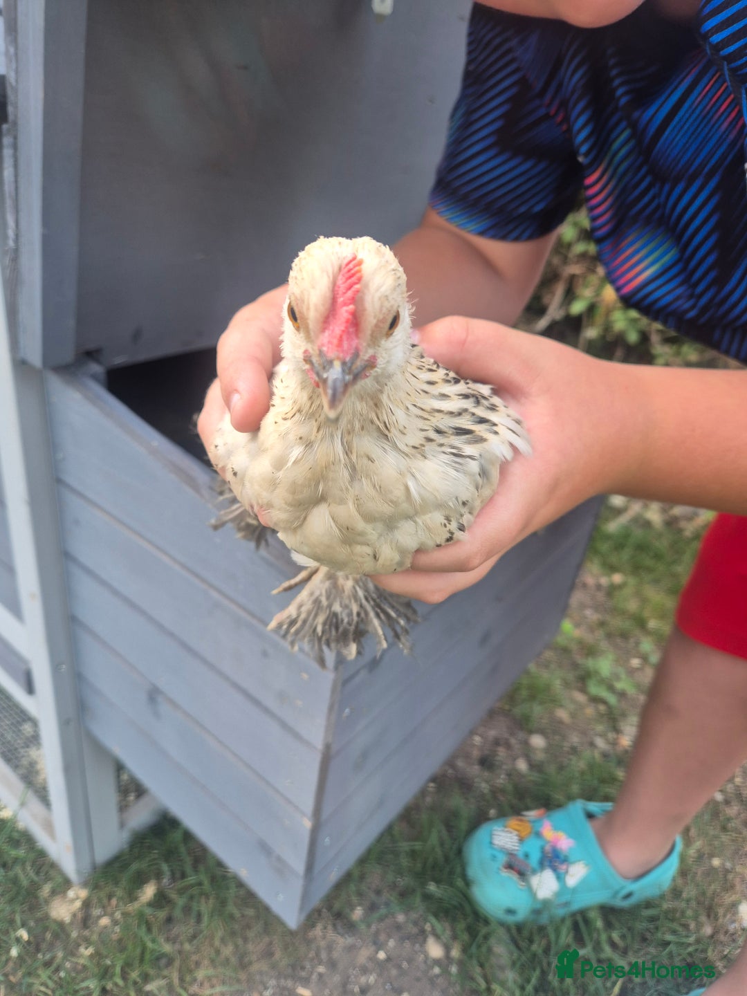 Chickens poultry for sale: Sablepoot bantam cockerel - Image 3