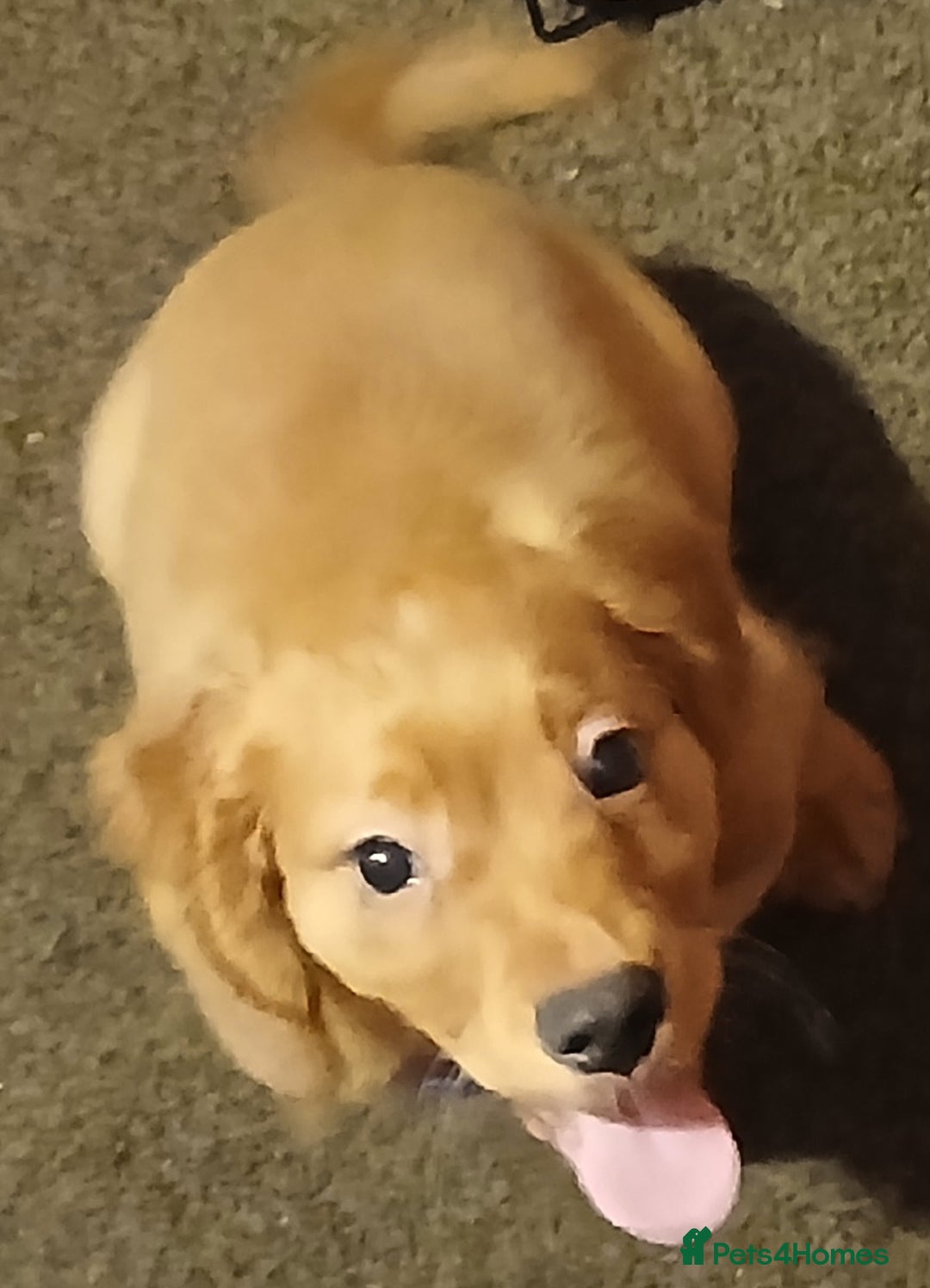 Cocker Spaniel dogs for sale: 2 cocker spaniel puppies left  - Advert 14