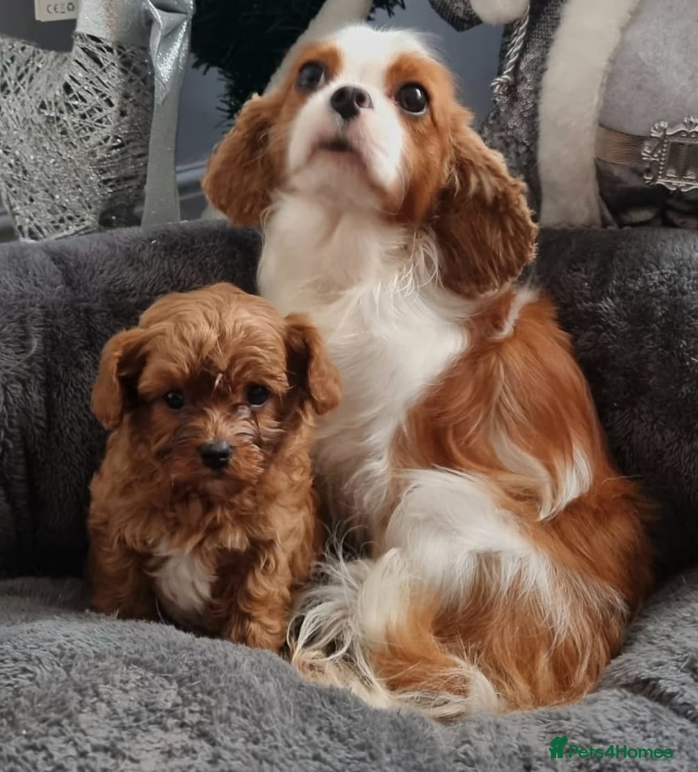 Cavapoo dogs Health tested cavapoo - Advert 1