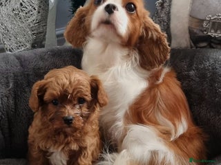 Cavapoo dogs Health tested cavapoo - Advert 1